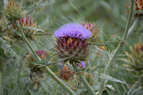 thistle