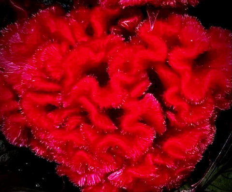 SYNAPTICA by Melissa Lazaridis