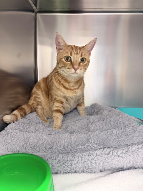 Domestic Short Hair (Ref 11)