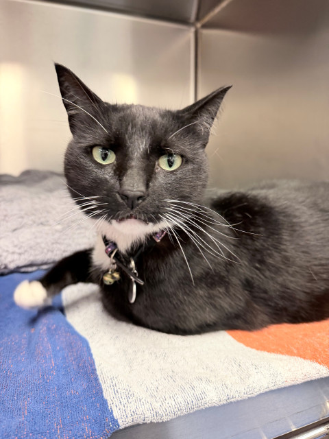 Domestic Short Hair (Ref 26)