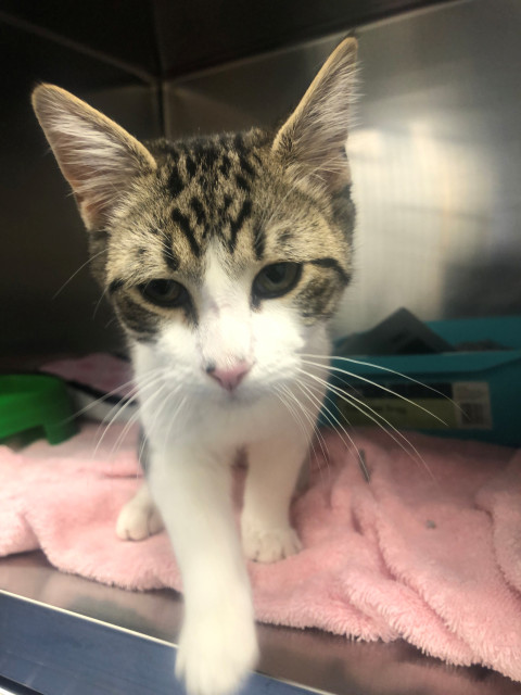 Domestic Short Hair (ref 70)