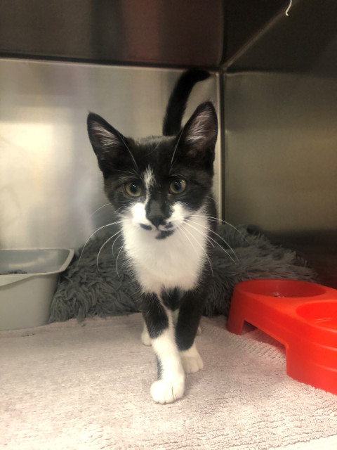 Domestic Short Hair (ref 82)