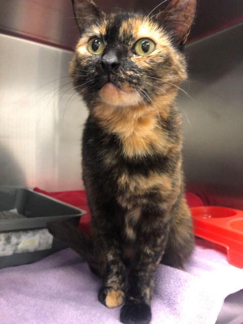 Domestic Short Hair (ref 48)