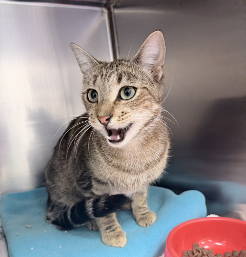 Domestic Short Hair (Ref 16)