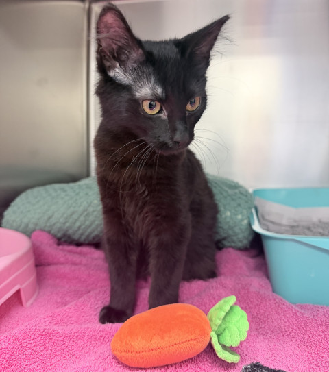 Domestic Short Hair (Ref 43)