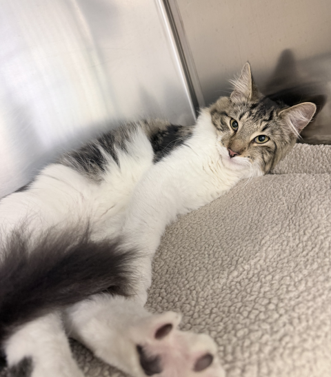 Domestic Medium Hair(Ref 8)