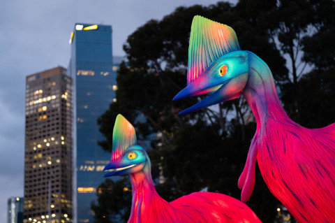 Cassowaries (Bottom Left).