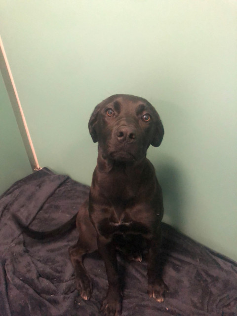Labrador x (Ref 1)
