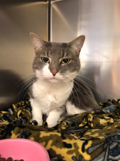 Domestic Short Hair (ref 47)