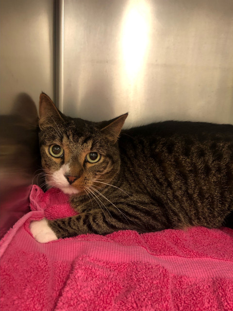 Domestic Short Hair (Ref2)