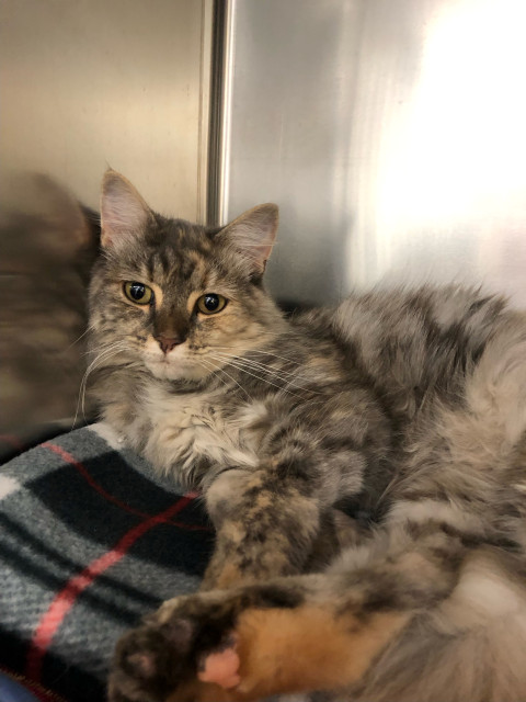 Domestic Medium Hair (Ref 48)