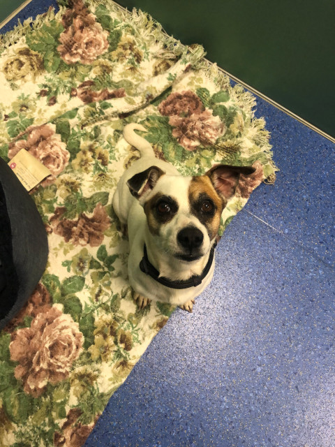 Jack Russell Terrier (ref S1)