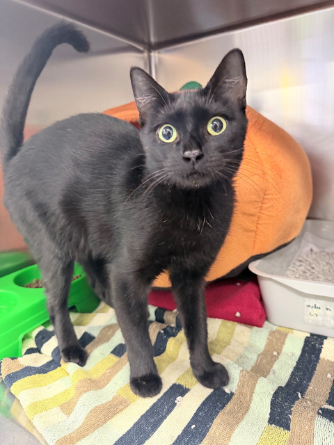 Domestic Short Hair (Ref 17)