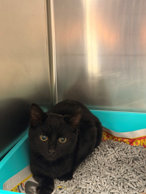 Domestic Short Hair (Ref 31)