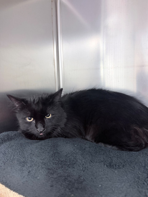Domestic Medium Hair (Ref 79)