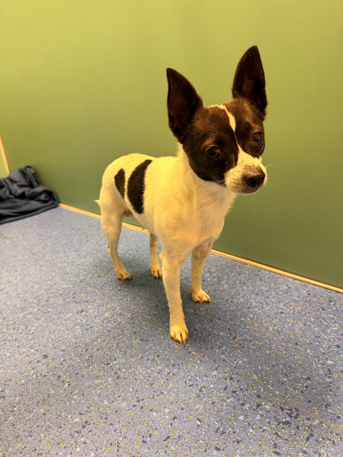 Chihuahua x (Ref S1)