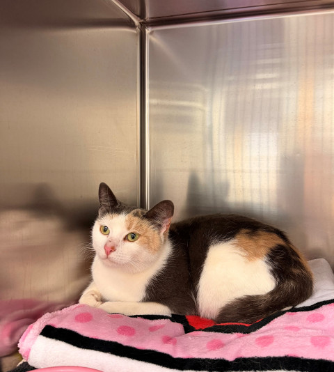 Domestic Medium Hair (84)