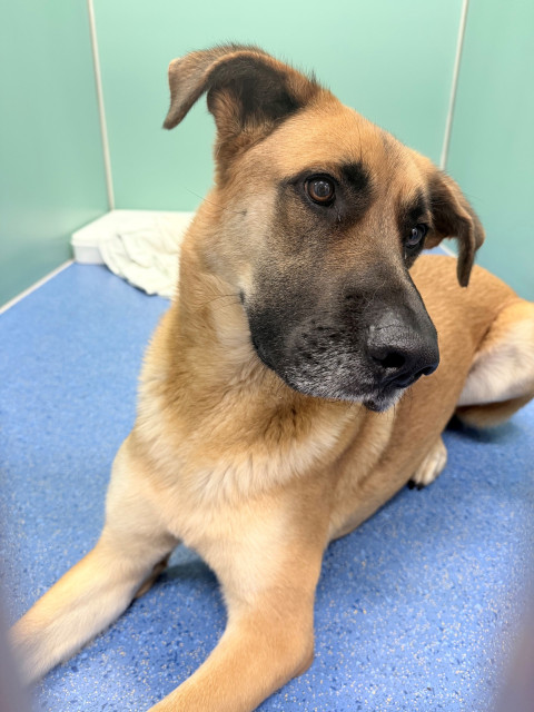 German Shepherd Cross (Ref 2)
