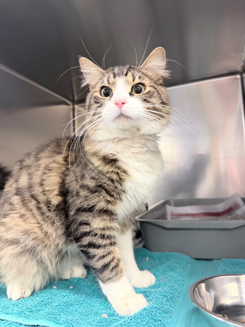 Domestic Medium Hair (Ref 60)