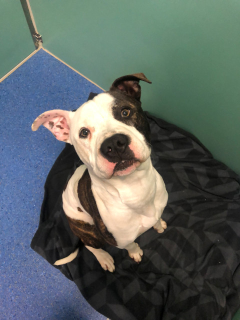 American Staffy (Ref 3)