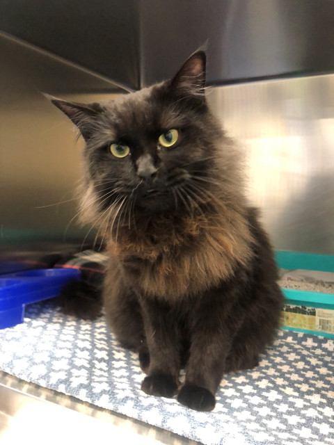 Maine Coon Cross (Ref 15)