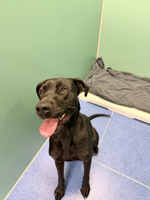 Great Dane Cross (Ref 4)