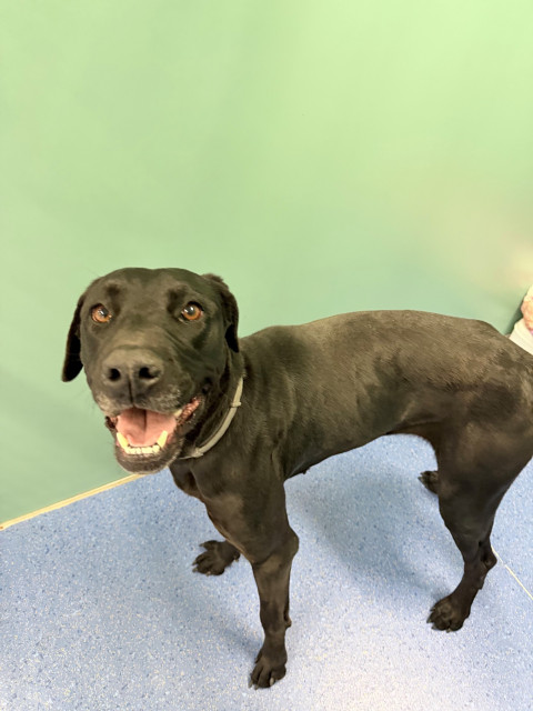 Great Dane Cross (Ref 5)