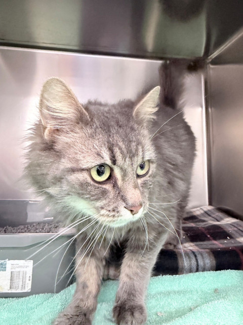 Domestic Medium Hair (Ref 60)