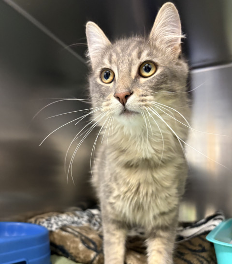 Domestic Short Hair (Ref 11)