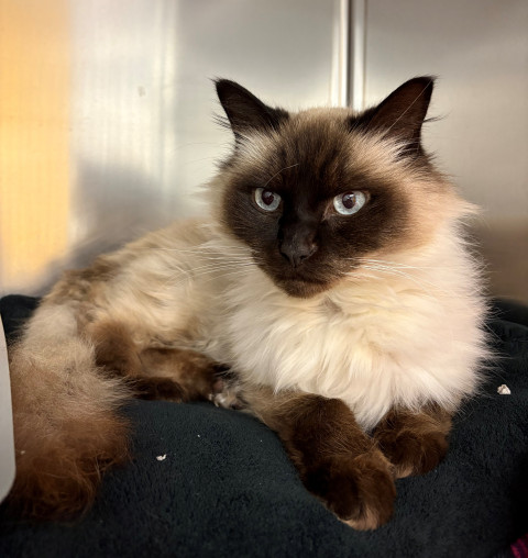 Ragdoll (Ref 17)