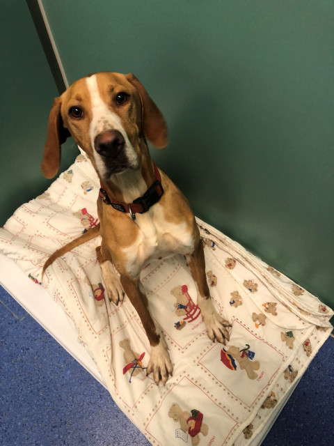 English Pointer Cross (Ref 5)