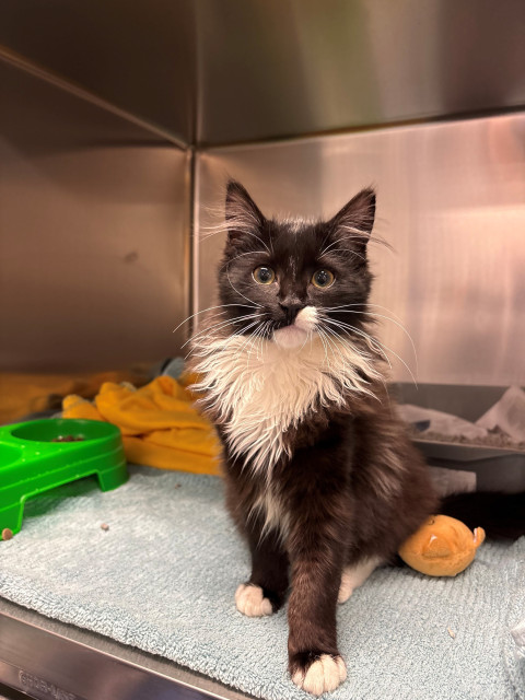 Domestic Medium Hair (Ref 45)