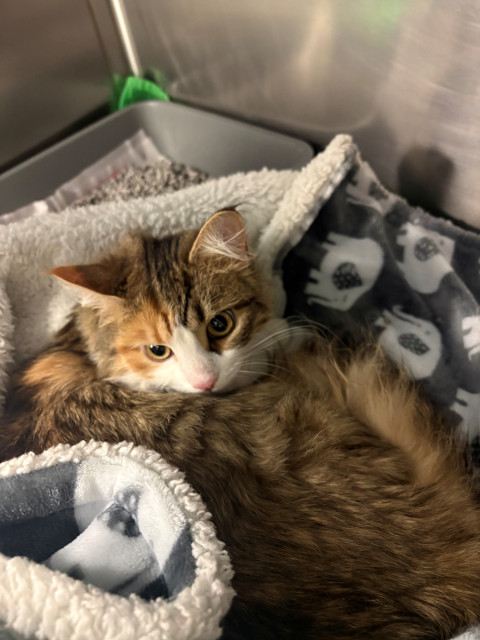 Domestic Short Hair (Ref 41)