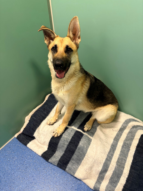 German Shepherd (Ref 1)