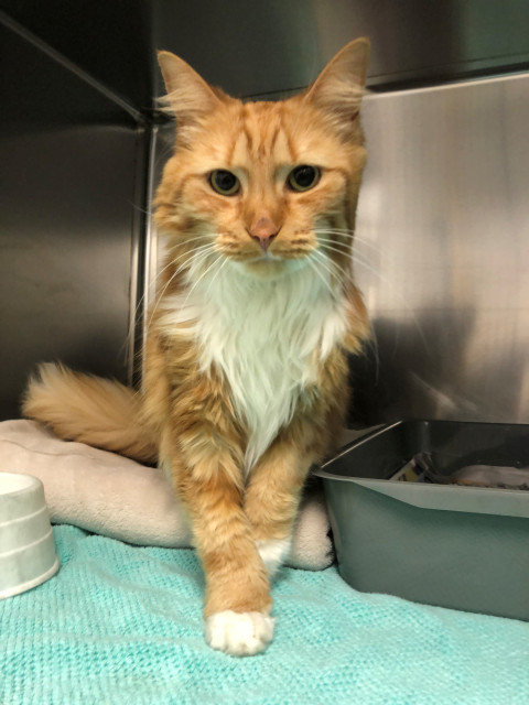 Domestic Medium Hair (Ref 10)