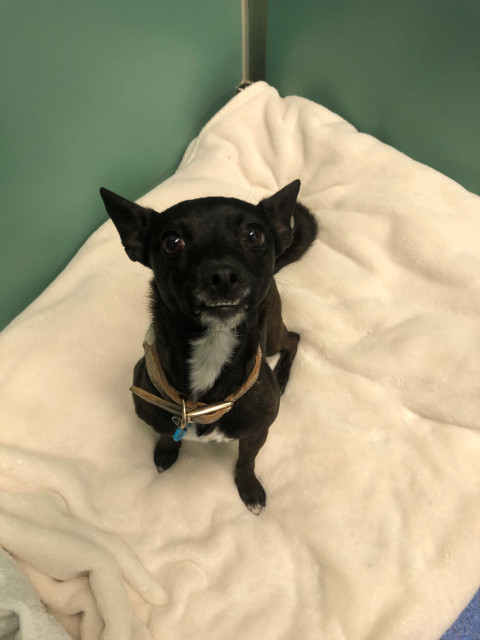 Chihuahua x (Ref 5)