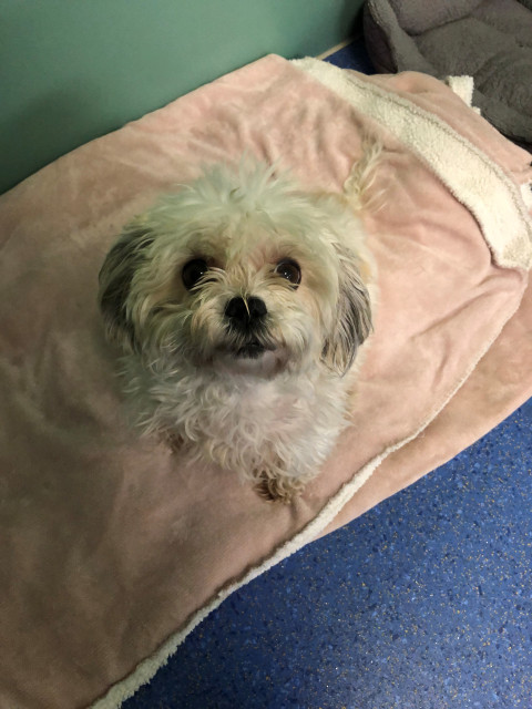 Maltese x (Ref 8)