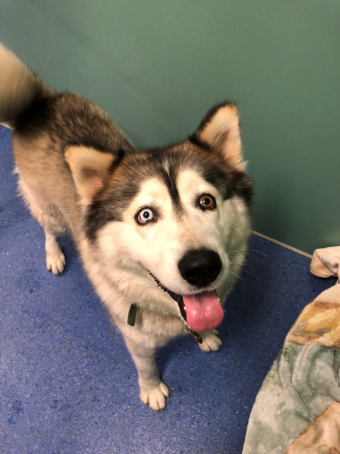 Alaskan Malamute (Ref 3)