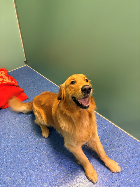 Golden Retriever (Ref 6)