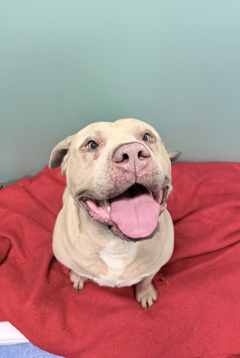 American Staffy (Ref 1)