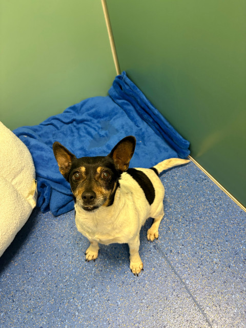 Jack Russell Terrier (Ref S1)