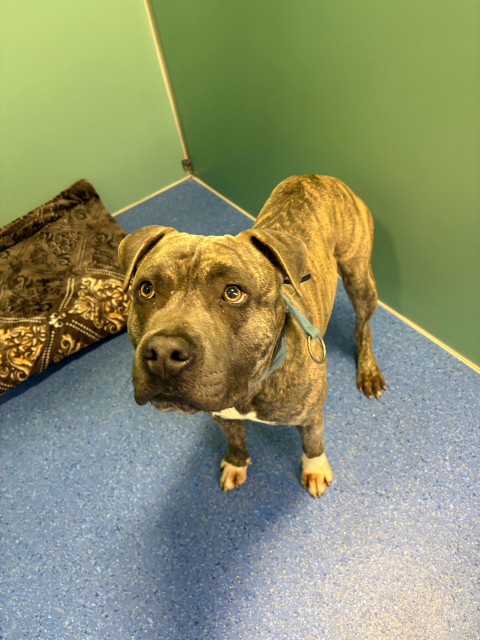American Staffy (Ref 6)