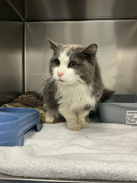 Domestic Medium Hair (Ref 15)