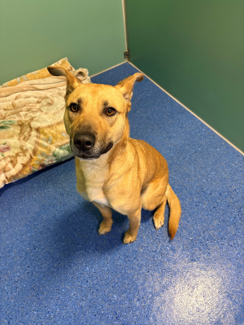 Staffy Cross (Ref 6)