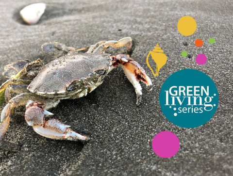 Crab on beach with Green Living Series logo