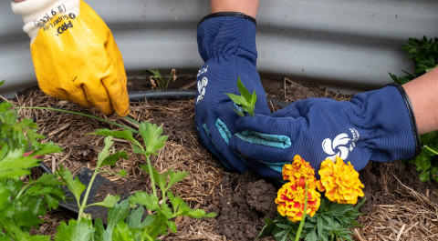 Community Gardening Series