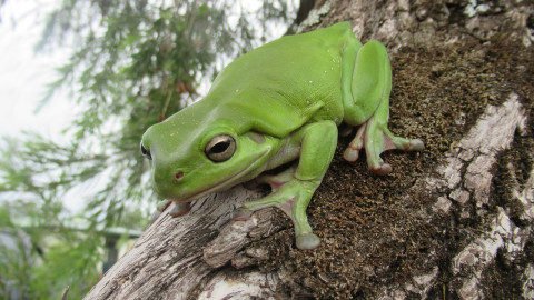 Love Me Like A Reptile- Session 2 - Julia Gillard Library Tarneit - School Holiday Session