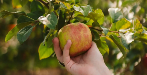 Growing and grafting fruit trees