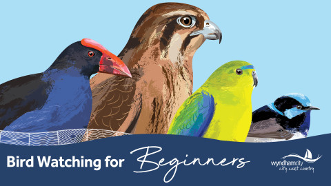 Birdwatching for Beginners