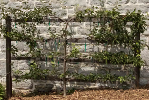 My Smart Garden - How to Espalier Fruit Trees with Scott Hitchins